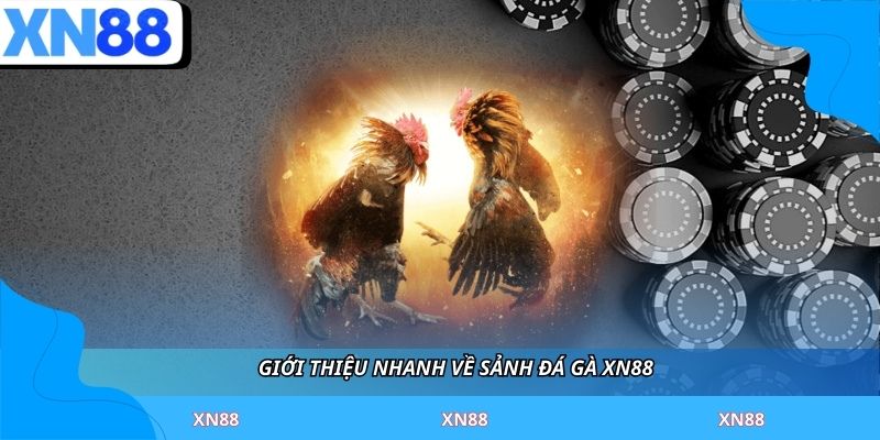 Giới thiệu nhanh về sảnh đá gà XN88